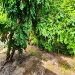 listing image thumbnail with ID 64660