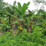 listing image thumbnail with ID 66270