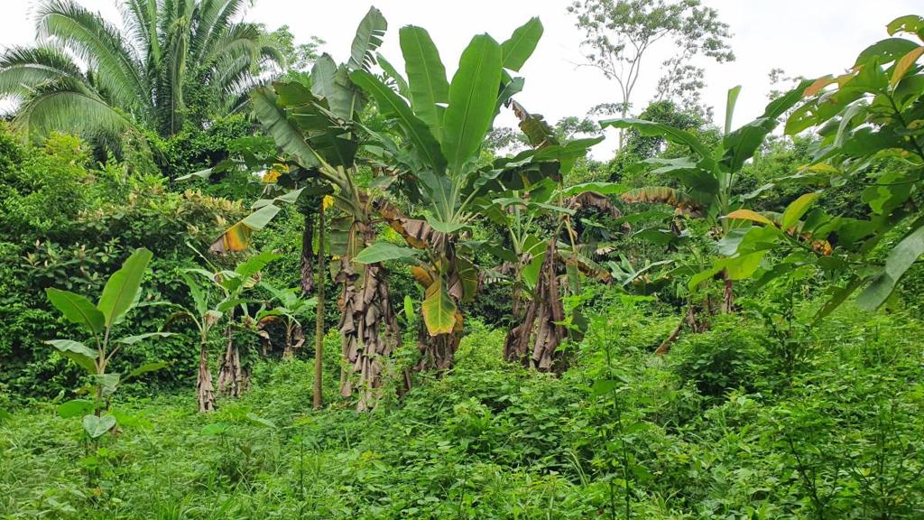 listing image with ID 66270