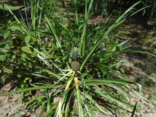 listing image with ID 64800