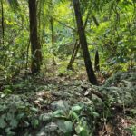 listing image thumbnail with ID 65451