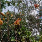 listing image thumbnail with ID 63711