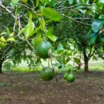 listing image thumbnail with ID 67680