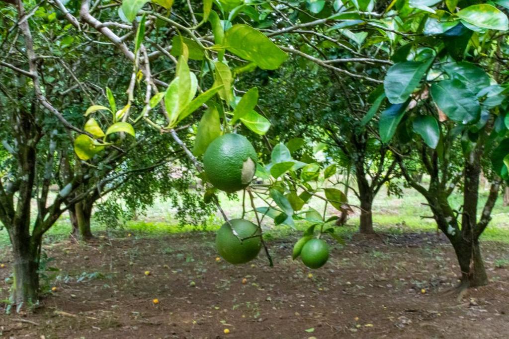 listing image with ID 67680