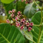 listing image thumbnail with ID 67979