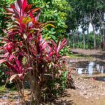 listing image thumbnail with ID 67695