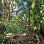 listing image thumbnail with ID 67492