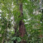 listing image thumbnail with ID 63975