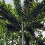 listing image thumbnail with ID 64197