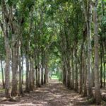 listing image thumbnail with ID 67650