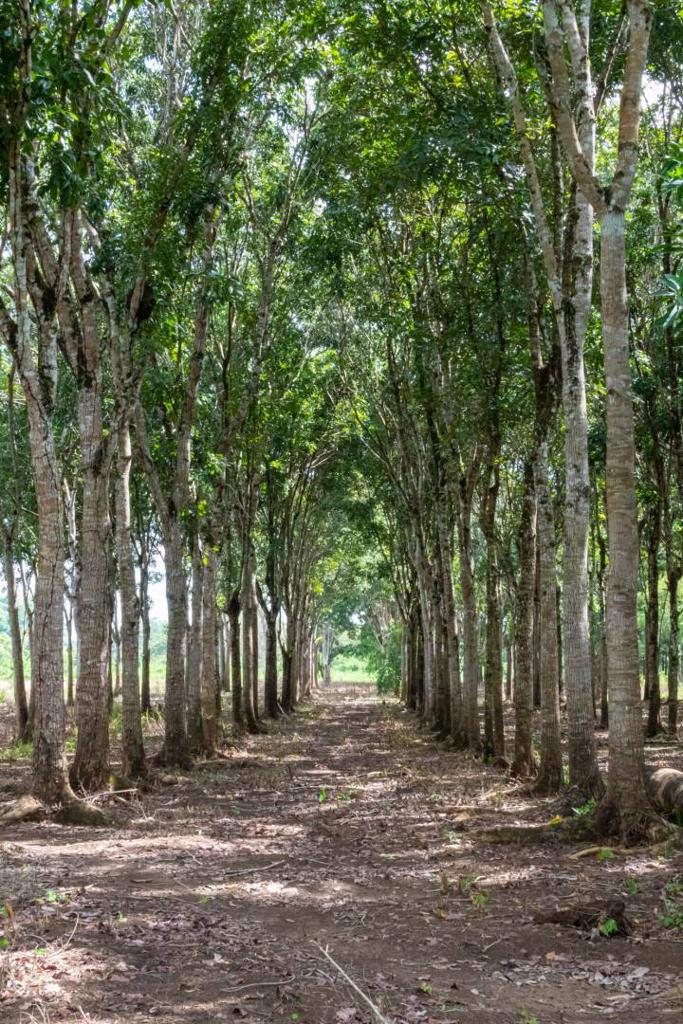 listing image with ID 67650