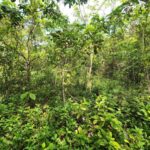 listing image thumbnail with ID 69203