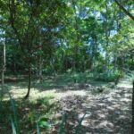 listing image thumbnail with ID 64803