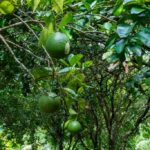 listing image thumbnail with ID 67681