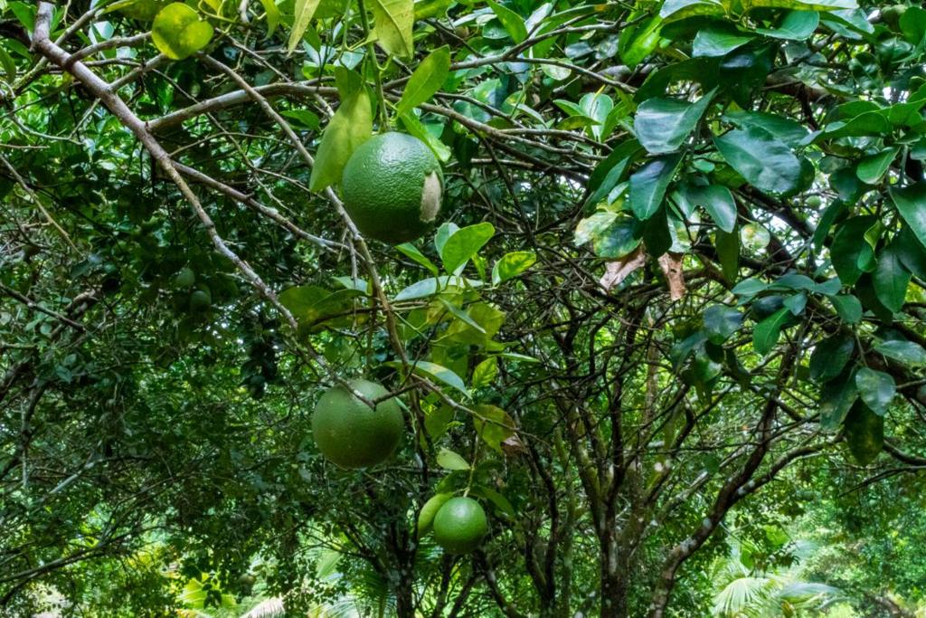 listing image with ID 67681