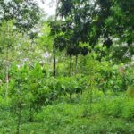 listing image thumbnail with ID 66285