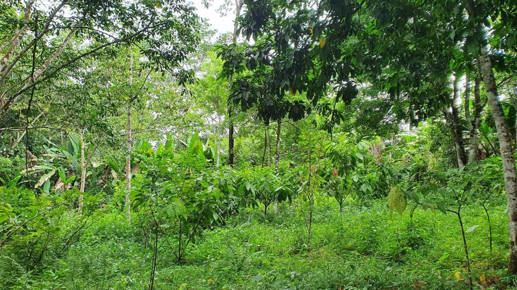 listing image with ID 66285