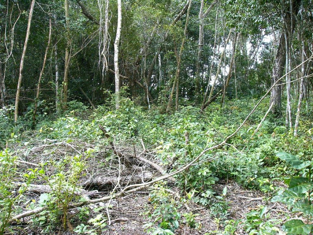 listing image with ID 64575