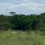 listing image thumbnail with ID 65028