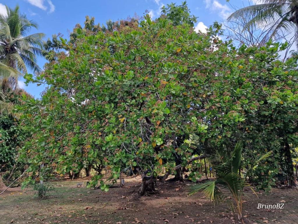 listing image with ID 67978