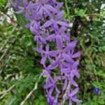 listing image thumbnail with ID 64988