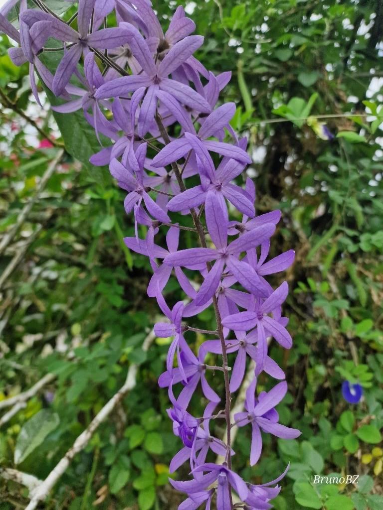 listing image with ID 64988