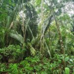 listing image thumbnail with ID 66274