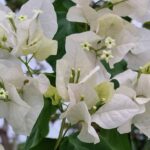 listing image thumbnail with ID 64990