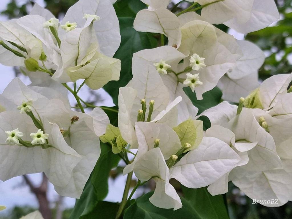 listing image with ID 64990