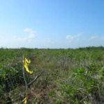 listing image thumbnail with ID 68104