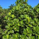 listing image thumbnail with ID 64601