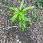 listing image thumbnail with ID 65429