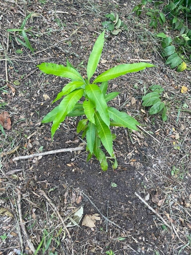 listing image with ID 65429