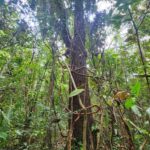 listing image thumbnail with ID 64866