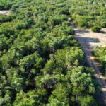 listing image thumbnail with ID 67800