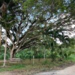 listing image thumbnail with ID 65014