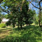 listing image thumbnail with ID 63905