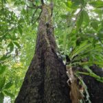 listing image thumbnail with ID 63972