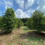 listing image thumbnail with ID 67696