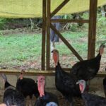 listing image thumbnail with ID 66880