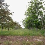 listing image thumbnail with ID 63579