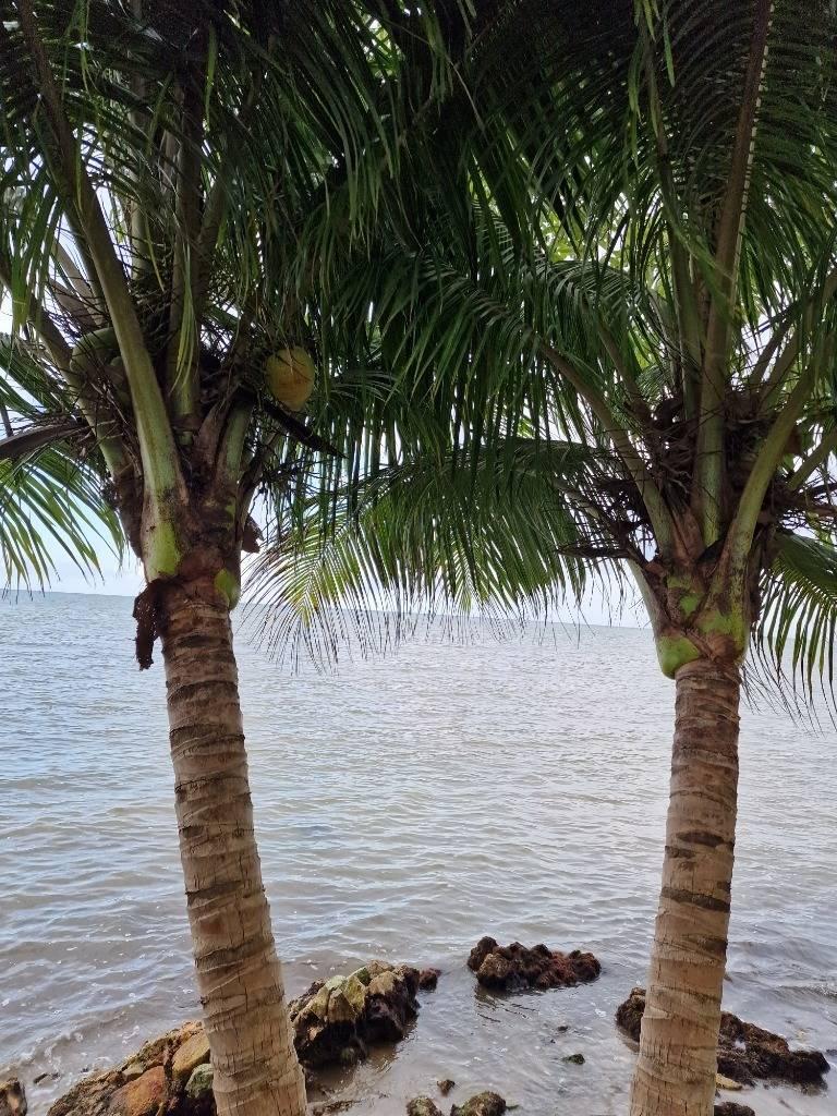 listing image with ID 63725