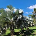 listing image thumbnail with ID 64994