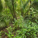 listing image thumbnail with ID 67081