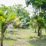 listing image thumbnail with ID 67670