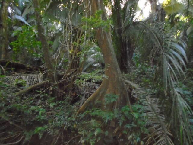 listing image with ID 64078