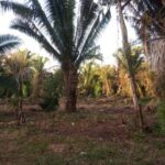 listing image thumbnail with ID 67309