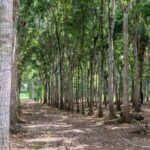 listing image thumbnail with ID 67652