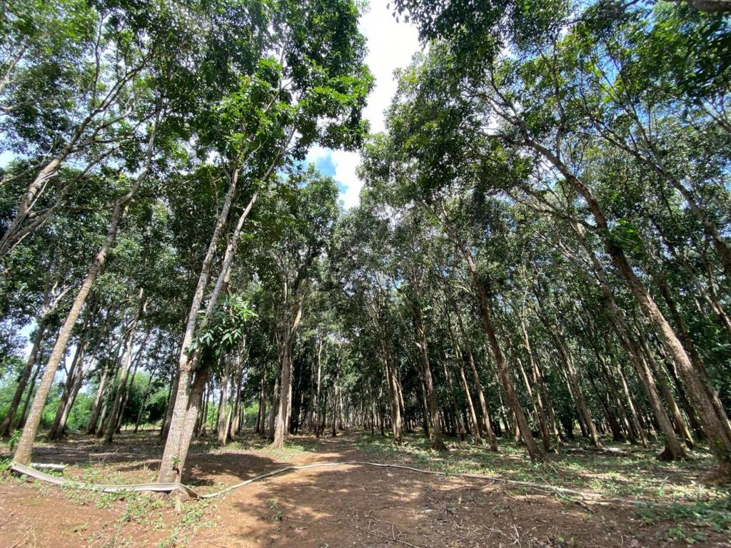 listing image with ID 67654