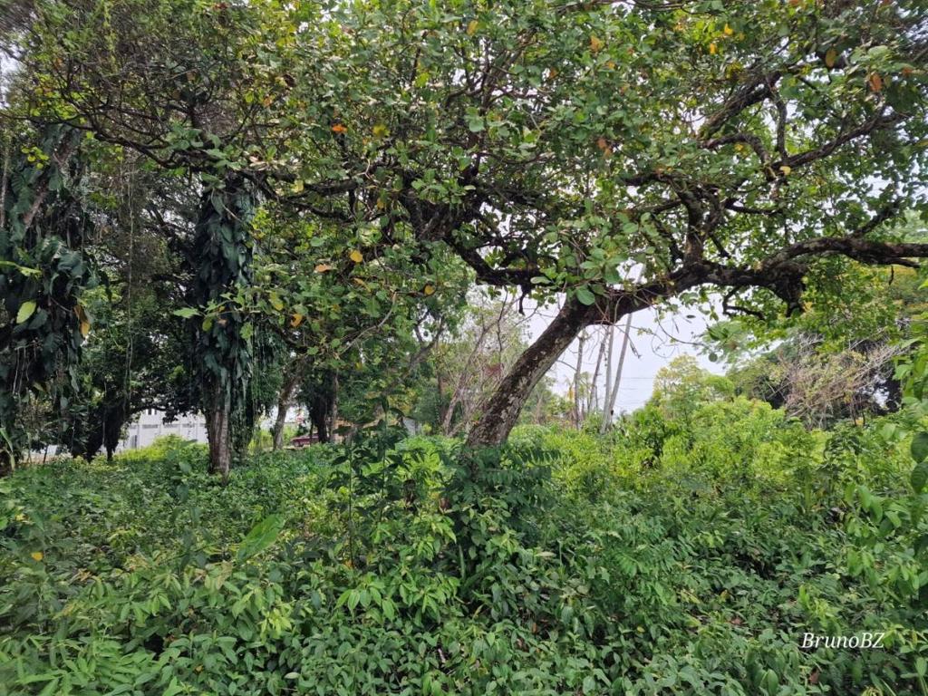 listing image with ID 65110